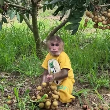 cutis monkey picking longan funny