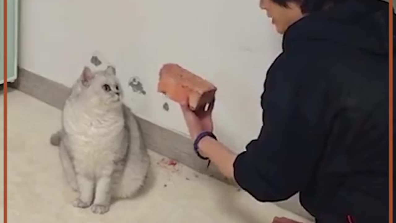 Funny Cat 🐈