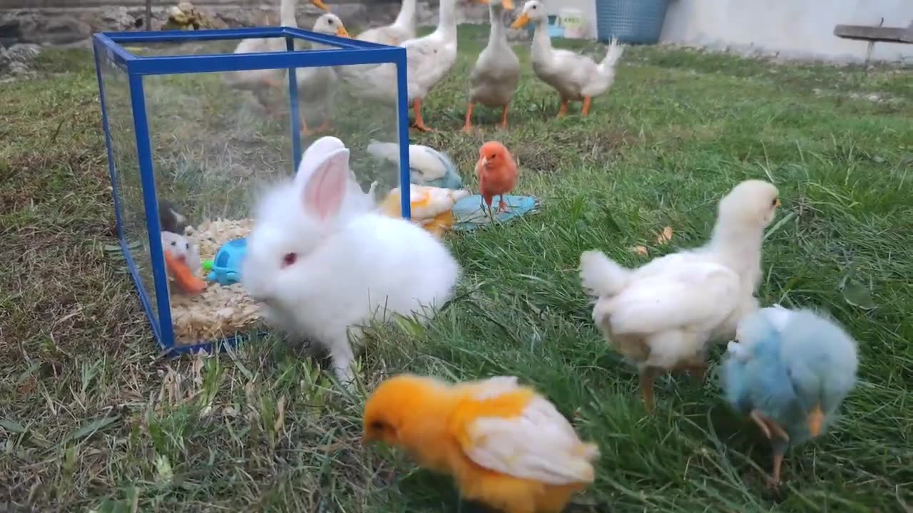 Cute Chicken, Colorful Chicken,