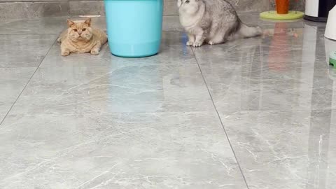 Funny cat | cute cats