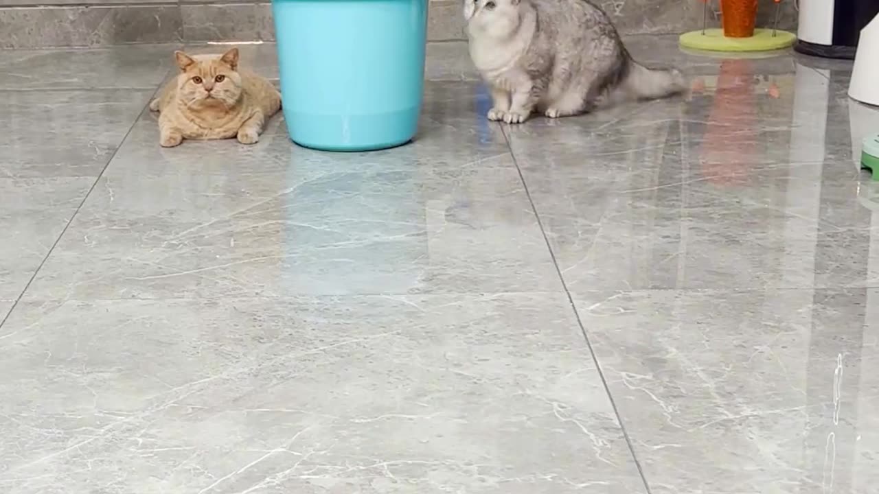 Funny cat | cute cats