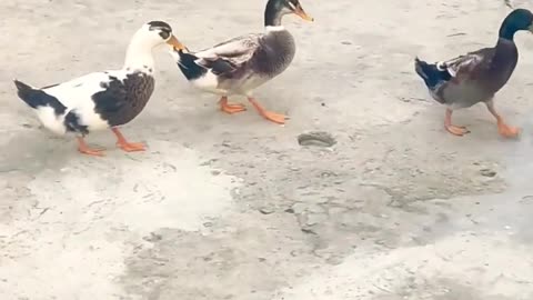 HAPPY DUCKS VIDEO || FUNNY VIDEO🤣🤣