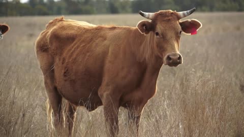 Cow Farm Animal Cattle Nature Beef Meadow