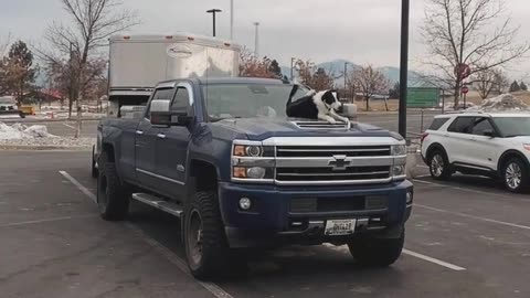 Border Collie Hangs Out on Hood of Pickup