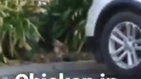 Chicken in da city
