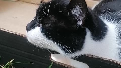 Relaxing cat