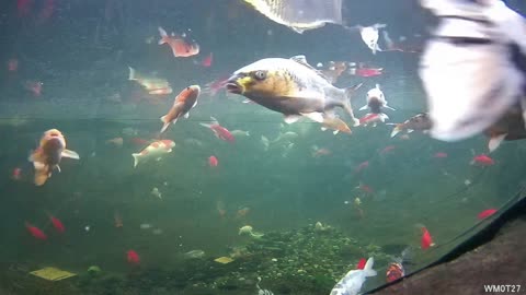 Fish Cam
