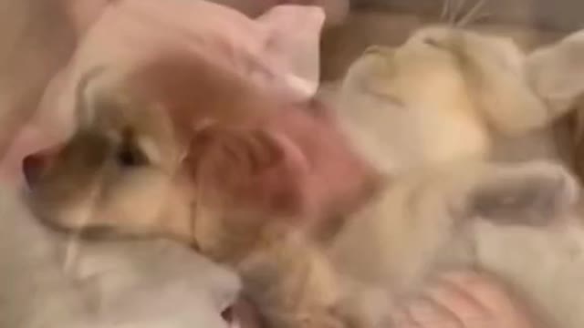Babies & Puppies