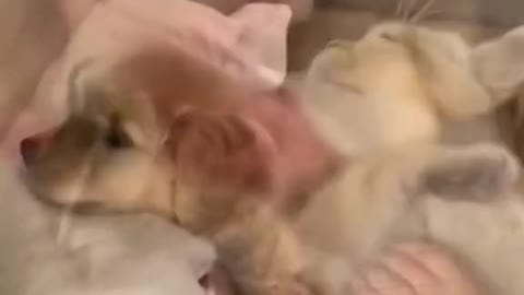 Babies & Puppies
