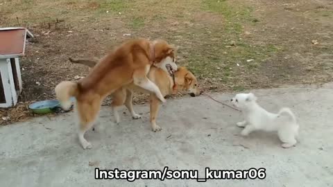 Dog fight funny video #shortsvideo#shorts