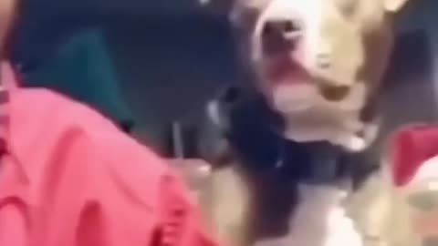This is so freakin’ cute funny moments with dogs