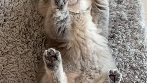 Cute kitten..