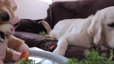 Bailey Pranked by Feisty Pets Bunny Golden Retriever Puppy Eats Сarrot