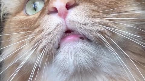 Bull cat amazing and natyy cat.