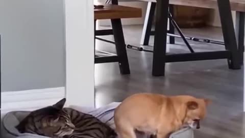 "Cat-tastrophe: Hilarious Hijinks of Feline Follies"