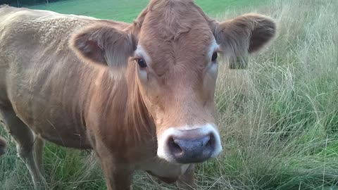 3 nice german dairy Cows standing in a meadow VIDEO