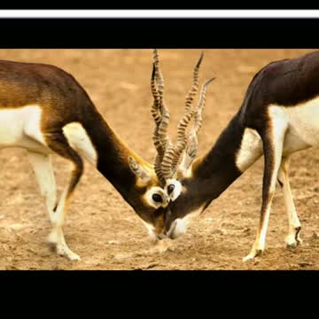 Did You Know? The Blackbuck || FACTS || TRIVIA