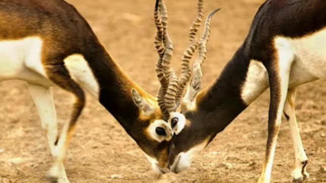 Did You Know? The Blackbuck || FACTS || TRIVIA