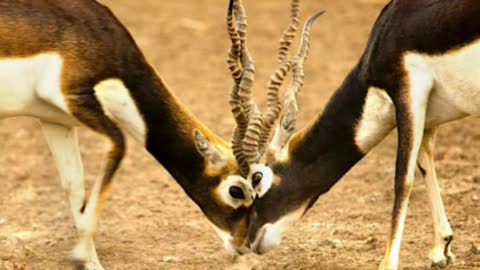 Did You Know? The Blackbuck || FACTS || TRIVIA