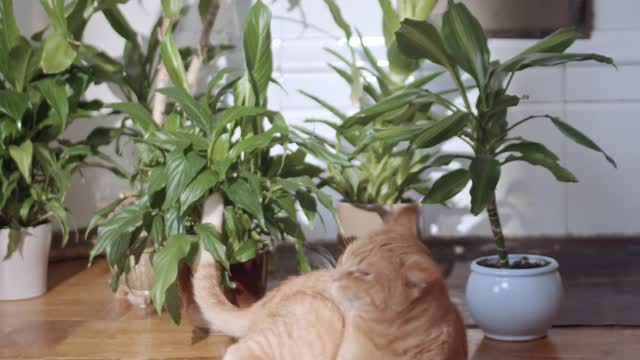 bewildered cat