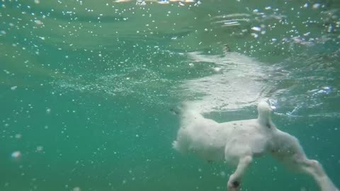 Dog swimming