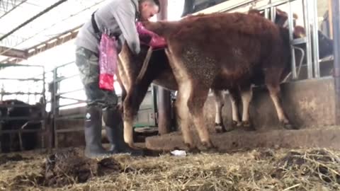 Watch how cows are treated in Germany, Hahaha
