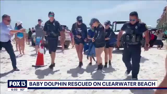 Baby dolphin rescued after being found in Florida crab trap_Cut