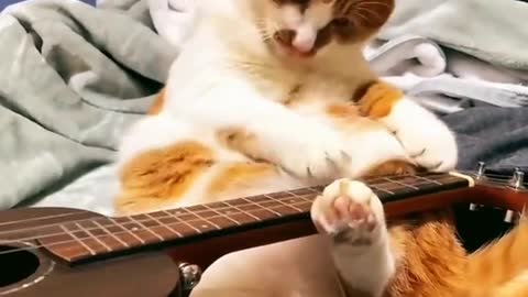 Funny Animals