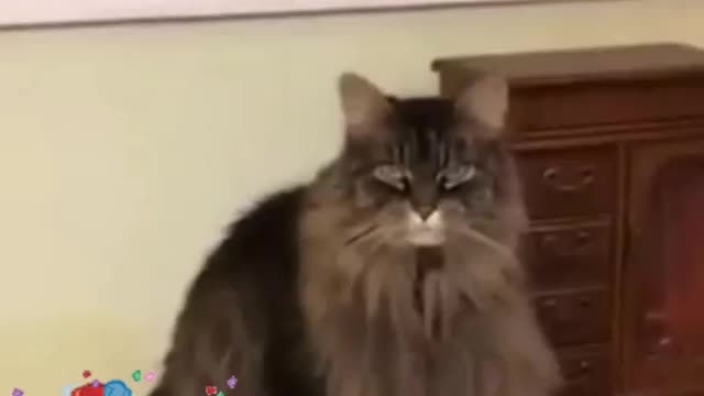 Funny and cute animals