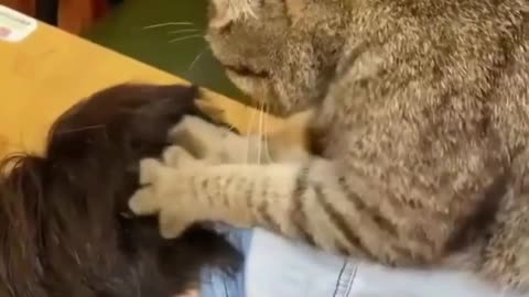 Everyone would like such a cat 😸