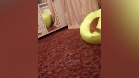 Best Funny Animal Videos Of The 2022 🤣 - Funniest Cats And Dogs Videos 😺😍 (99)