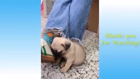 Funny pets gallery