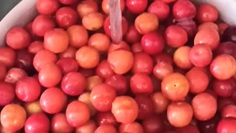 Rinsing plums