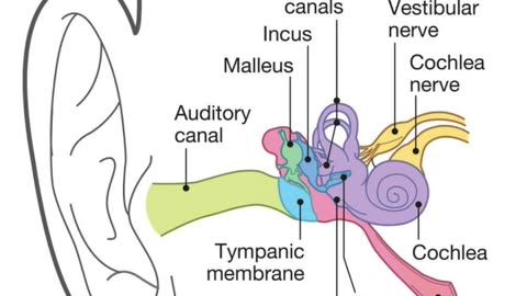 facts about human ears