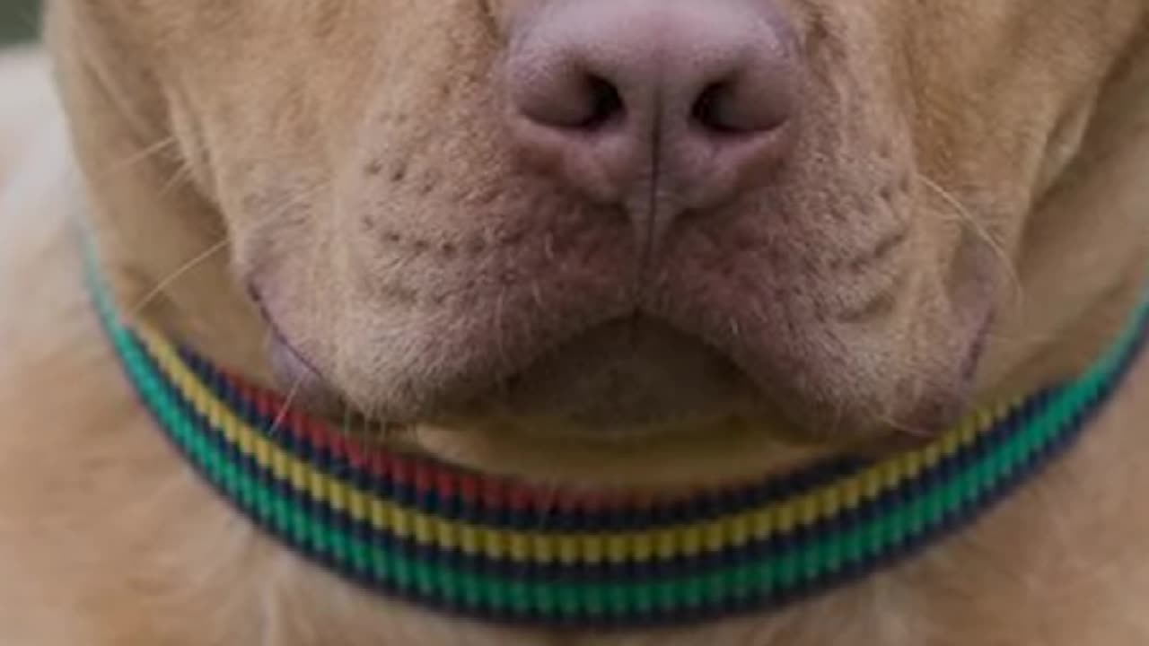 Top 10 Most Aggressive Dog's