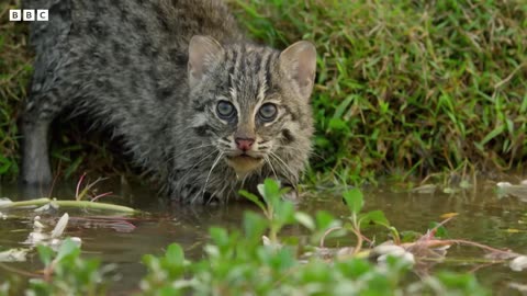 Fishing Cat Pet Masters of the Water | Big Cats | Fishing Cat Hunting | Fishing Cats as Pets