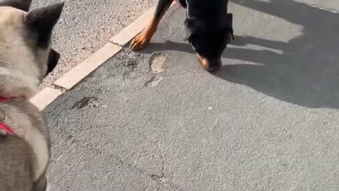 American akita Rottweiler
