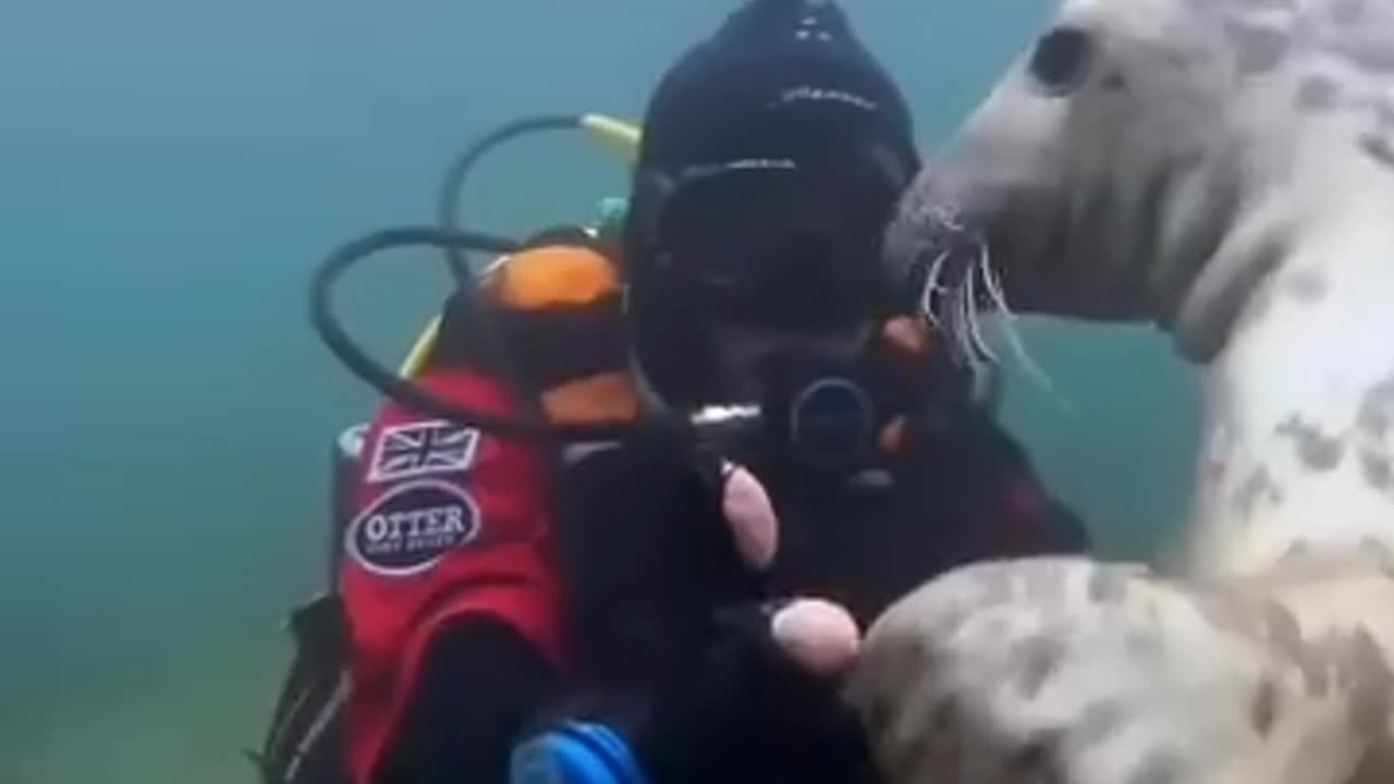 Animal Love ❤️ to Humans