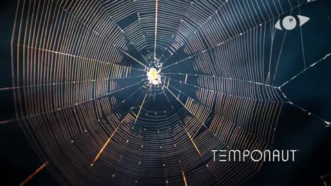 Spider Net Building Timelapse