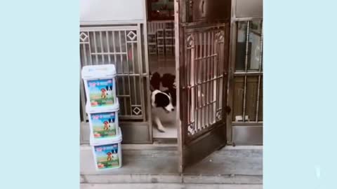 Funny dog video