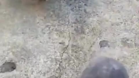 Funny Kitty Video Part 1