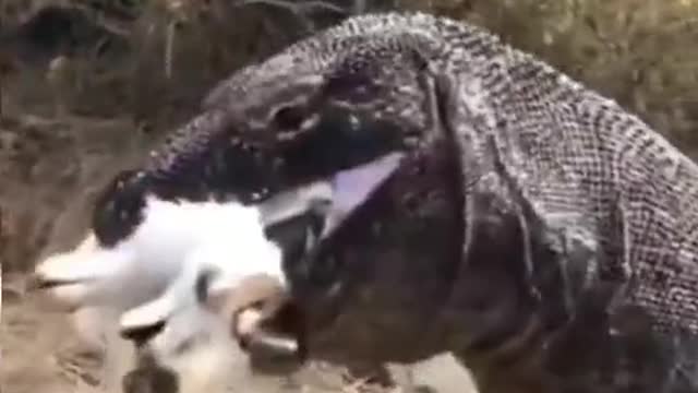 komodo vs goat#xuhuong