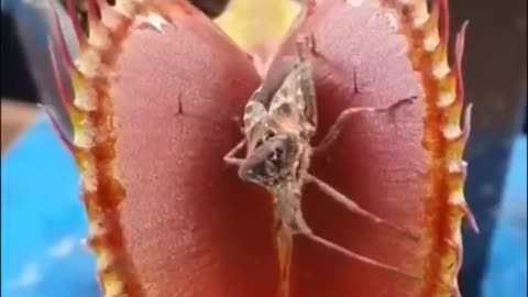 Plants that eat mice