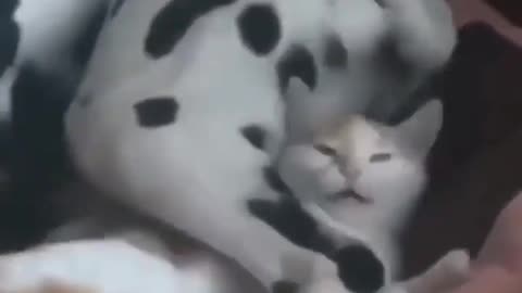 Apenas cães e gatos 🐈