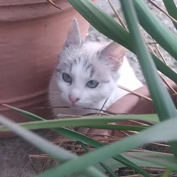 My kitten when he was little