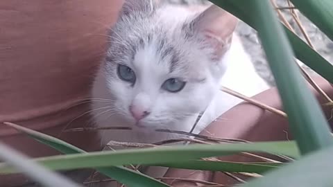 My kitten when he was little