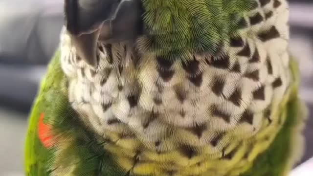 What is the best parrot to have as a family pet