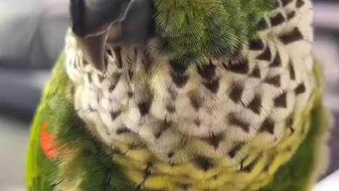 What is the best parrot to have as a family pet