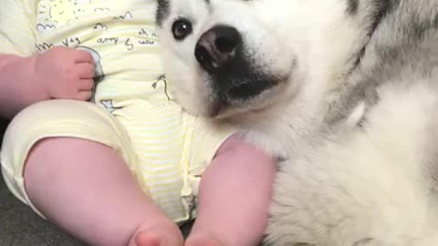 3 Year Time Capsule Of My Baby & Husky In Under 60 Seconds!