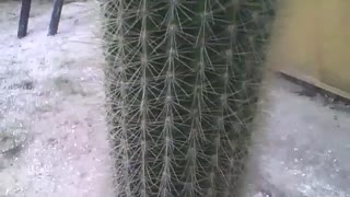 Esse cacto tem mais de 1 metro, olha o tamanho, filmado no jardim botânico [Nature & Animals]